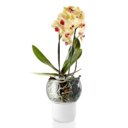Pot de fleur auto arrosant 15 cm, pour orchidées, verre, Eva Solo