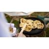 Marmite de cuisson en extérieur FT6 7 l, avec pieds, fonte, Petromax