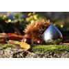 Pilulier CHESTNUT, Alessi