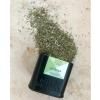 Mélanges d'épices bio ZA'ATAR 40 g, Mill & Mortar