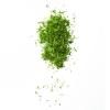 Zesteur GOOD GRIPS 31 cm, vert, plastique, OXO