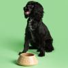 Gamelle pour chien NON TIP 21 cm, cannelle, grès, Mason Cash