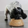 Gamelle pour chien NON TIP 21 cm, cannelle, grès, Mason Cash