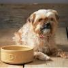 Gamelle pour chien PETWARE CANE 18 cm, cannelle, grès, Mason Cash