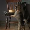 Gamelle pour chien PETWARE CANE 18 cm, cannelle, grès, Mason Cash