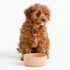 Gamelle pour chien PETWARE CANE 13 cm, cannelle, grès, Mason Cash