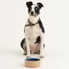 Gamelle pour chien PETWARE CANE 18 cm, cannelle/bleu, grès, Mason Cash