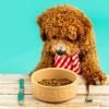 Gamelle pour chien PETWARE CANE 15 cm, cannelle, grès, Mason Cash