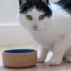 Gamelle pour chat PETWARE CANE 13 cm, cannelle/bleu, grès, Mason Cash