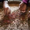 Poivron rouge bio KAMPOT 50 g, entier, Mill & Mortar