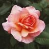216077 3 vonna svicka bohemian rose doba horeni 30 hodin cestovni baleni isle of skye candle company