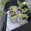 218114 6 stojan na kvetiny simply grow 80 x 63 cm cerna ocel eva solo