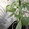 218108 5 opora pro rostliny simply grow 70 x 102 cm cerna ocel eva solo