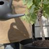 218111 3 opora pro rostliny simply grow 42 x 145 cm cerna ocel eva solo